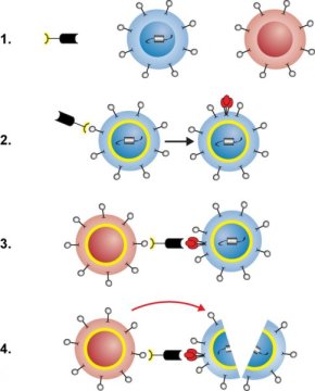 HIV cure research: Scientists create two-headed protein to deplete HIV reservoir