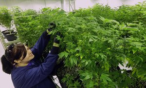 In this Tuesday, Sept. 15, 2015 photo, Ashley Thompson, former high school agriculture teacher and now a grower for Ataraxia, inspects marijuana plants inside the “Mother Room” at the Ataraxia medical marijuana cultivation center in Albion, Ill. Marijuana strains with names like Blue Dream, OG Kush, Death Star and White Poison are now being cut and dried, and by mid-October, will be turned into medicine in many forms like oils, creams, buds for smoking, edible chocolates and gummies. (AP Photo/Seth Perlman)