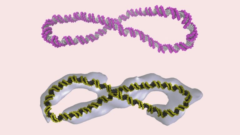 ‘Supercoiled’ DNA is more complex than the iconic double helix