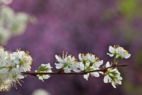 Spring has sprung: how changes in weather affect our health