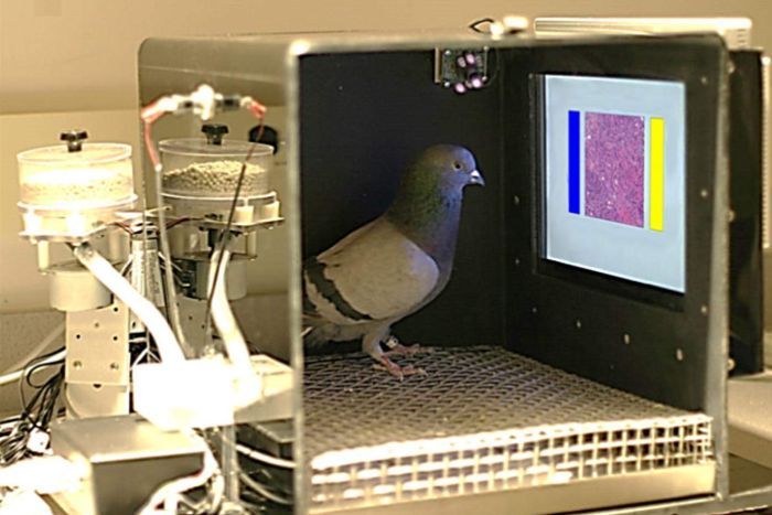 Pigeons ‘remarkably adept’ at detecting breast cancer