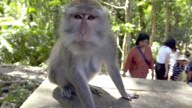 Aussie diagnosed with Zika after Bali monkey bite, experts warn of missed cases