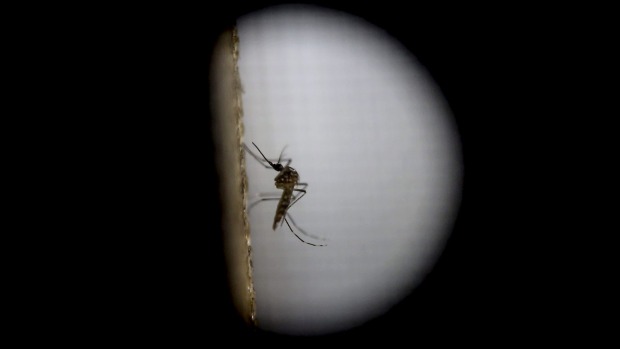 Zika virus: Australian dengue researchers may have solution