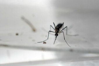 Man tests positive for Zika virus in Queensland after South America trip