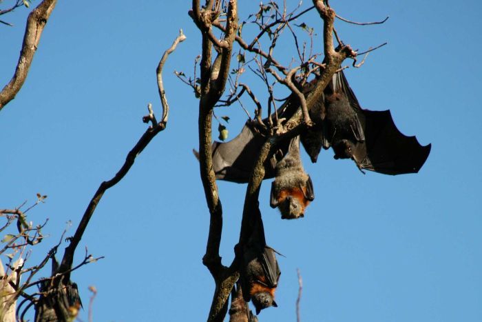 Bat immune response may hold key to combating human disease