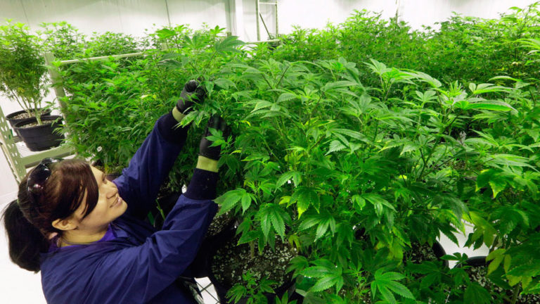 Australia to legalise medical cannabis cultivation if law gets greenlight