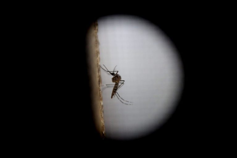 Zika via sex and blood: how worried should we be?