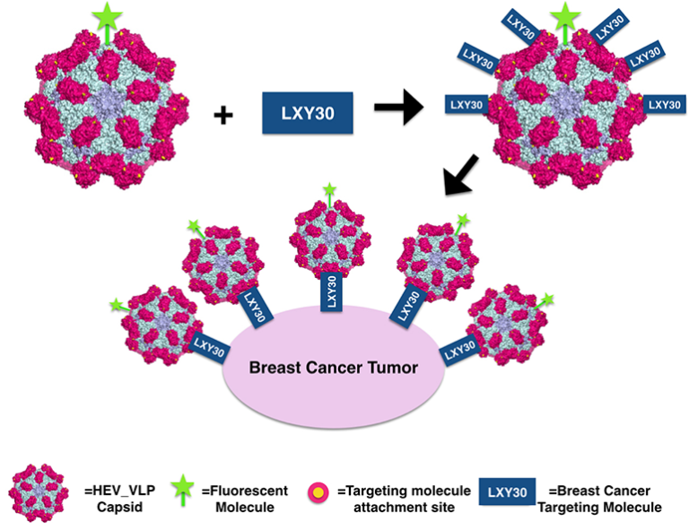 Shells of Hepatitis E Virus to Deliver Drugs to Kill Cancer, Treat Other Diseases