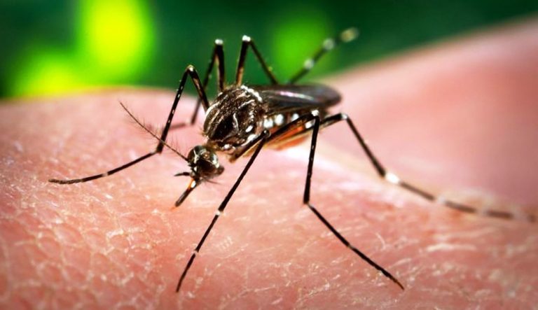 Zika Virus And Climate Change: 4 Things To Know