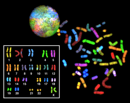 The Resilience Project: finding those rare people with genetic disease mutations who are healthy