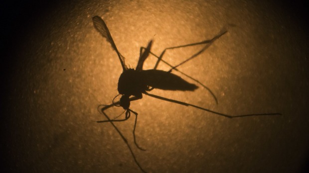 World Health Organisation confirms African Zika strain matches Brazilian outbreak