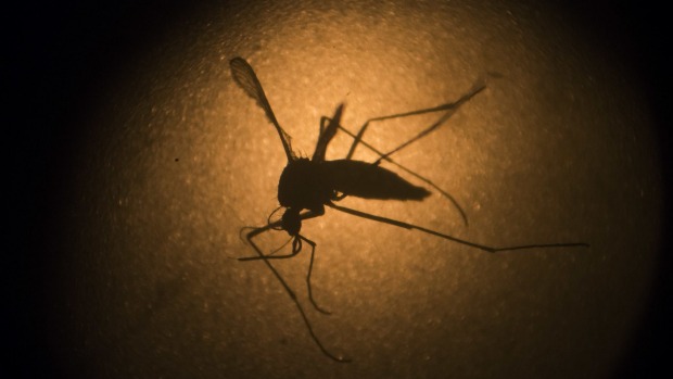 150 health professionals call for Olympics in Rio to be postponed due to Zika