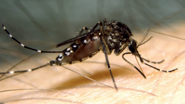 Breakthrough in search for longer-lasting malaria vaccine