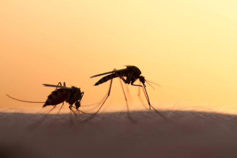 Potential Zika Vaccine To Undergo Human Trials