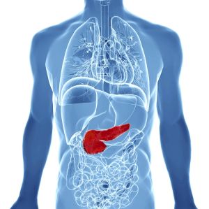 A illustration showing the location of the pancreas.