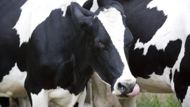 Science behind a2 milk’s health-related claims to be examined in court