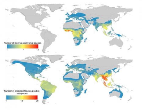 Ecologists identify potential new sources of Ebola and other filoviruses