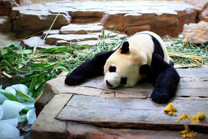 Can pandas, birds, pigs and seals get the flu?