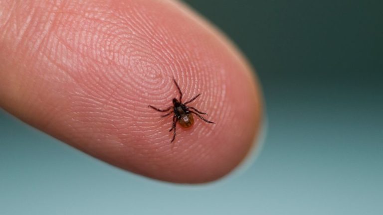 How Lyme disease bacteria spread through the body