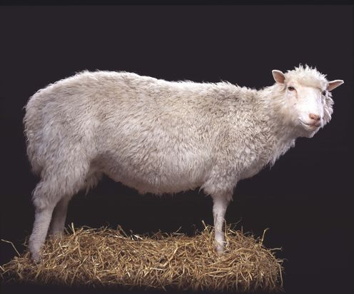 Dolly the Sheep and the human cloning debate – twenty years later